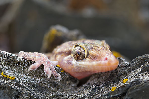 Europäischer Halbfinger (Hemidactylus turcicus)