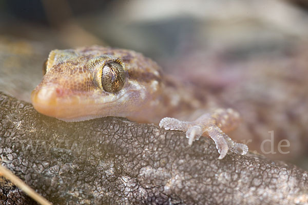 Europäischer Halbfinger (Hemidactylus turcicus)