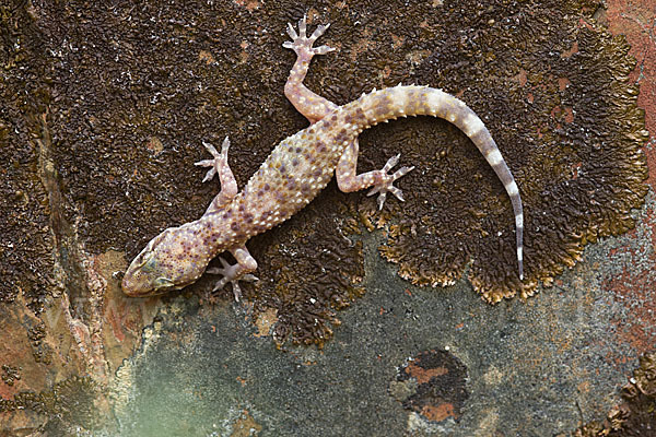 Europäischer Halbfinger (Hemidactylus turcicus)