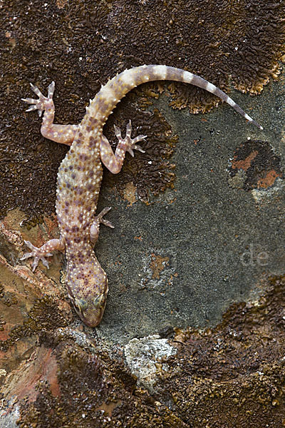 Europäischer Halbfinger (Hemidactylus turcicus)