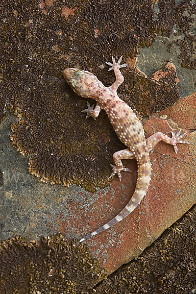 Europäischer Halbfinger (Hemidactylus turcicus)