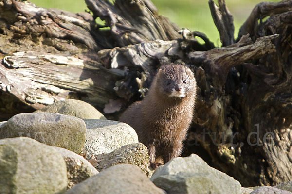 Europäischer Nerz (Mustela lutreola)