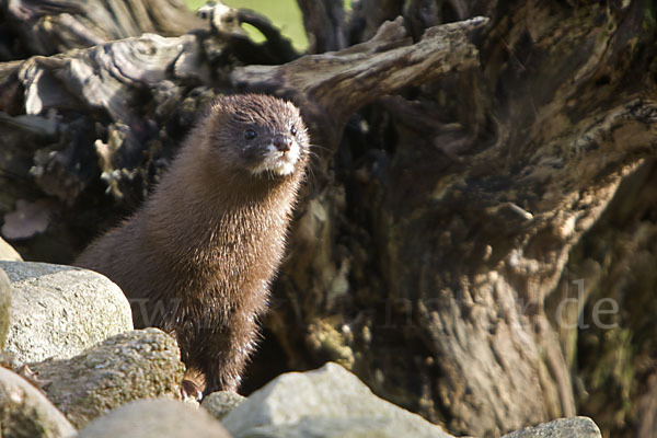 Europäischer Nerz (Mustela lutreola)