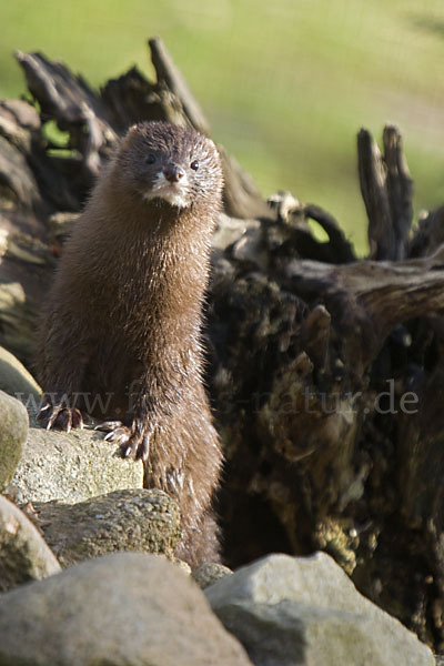 Europäischer Nerz (Mustela lutreola)