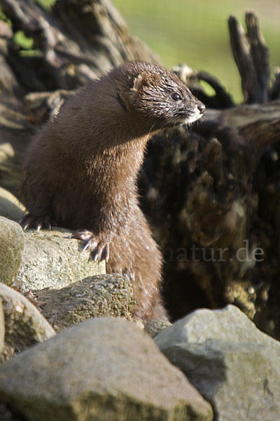 Europäischer Nerz (Mustela lutreola)