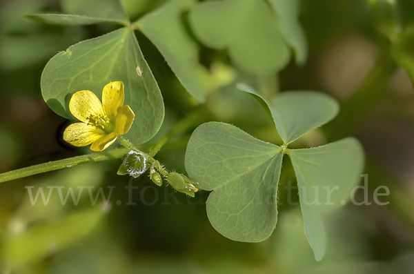 Europäischer Sauerklee (Oxalis fontana)