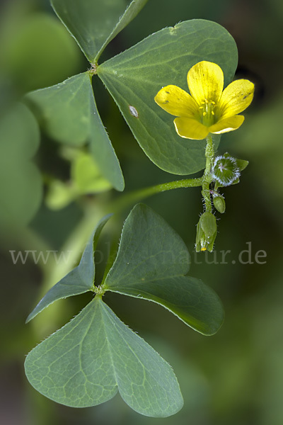 Europäischer Sauerklee (Oxalis fontana)