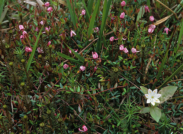 Europäischer Siebenstern (Trientalis europaea)