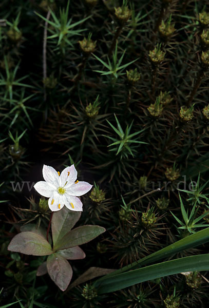 Europäischer Siebenstern (Trientalis europaea)