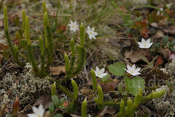 Europäischer Siebenstern (Trientalis europaea)