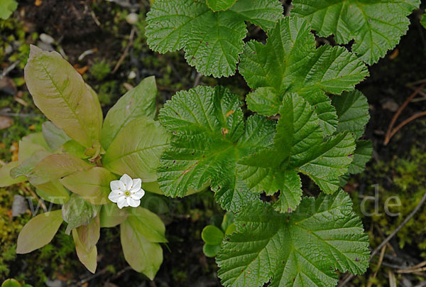 Europäischer Siebenstern (Trientalis europaea)