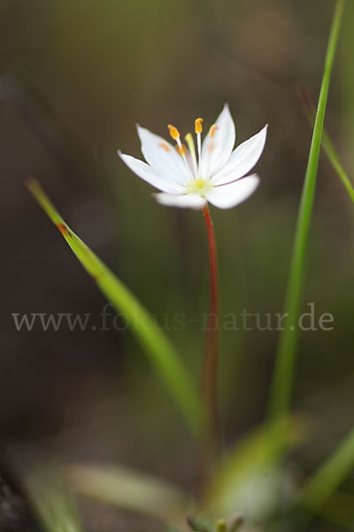 Europäischer Siebenstern (Trientalis europaea)