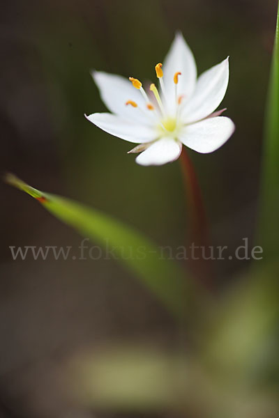 Europäischer Siebenstern (Trientalis europaea)