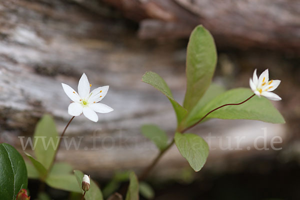 Europäischer Siebenstern (Trientalis europaea)