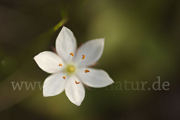 Europäischer Siebenstern (Trientalis europaea)