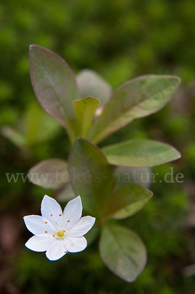 Europäischer Siebenstern (Trientalis europaea)