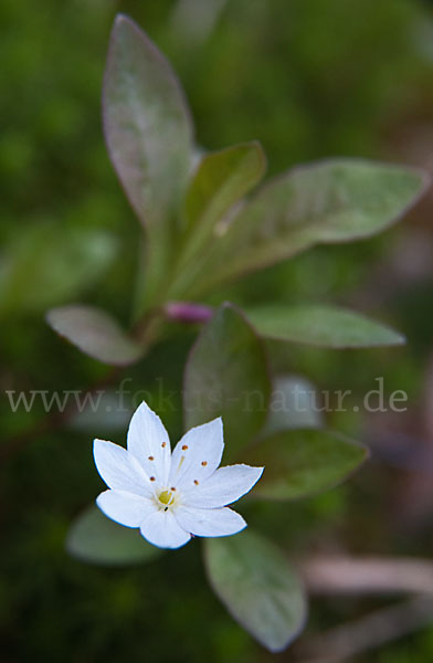 Europäischer Siebenstern (Trientalis europaea)