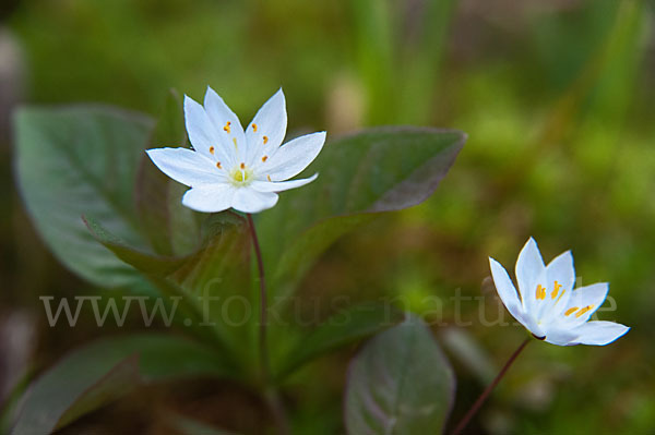 Europäischer Siebenstern (Trientalis europaea)