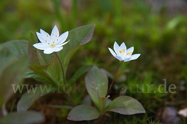 Europäischer Siebenstern (Trientalis europaea)