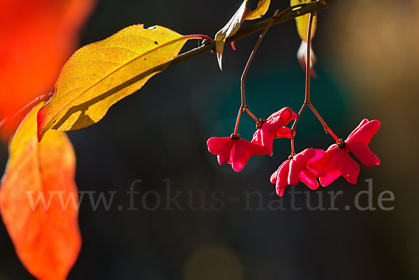 Europäisches Pfaffenhütchen (Euonymus europaea)