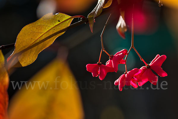 Europäisches Pfaffenhütchen (Euonymus europaea)