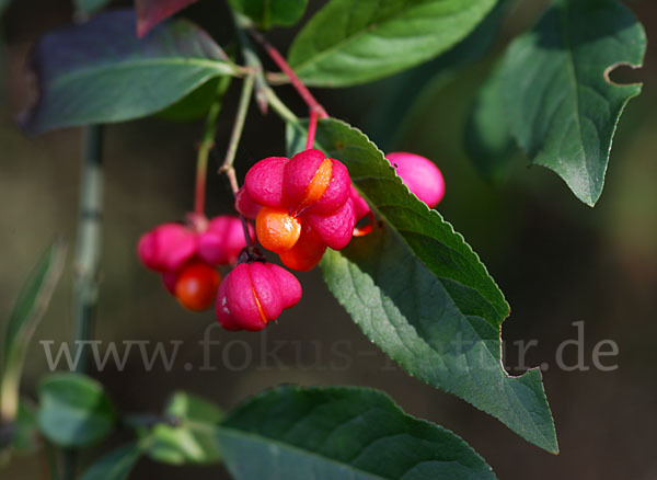 Europäisches Pfaffenhütchen (Euonymus europaea)