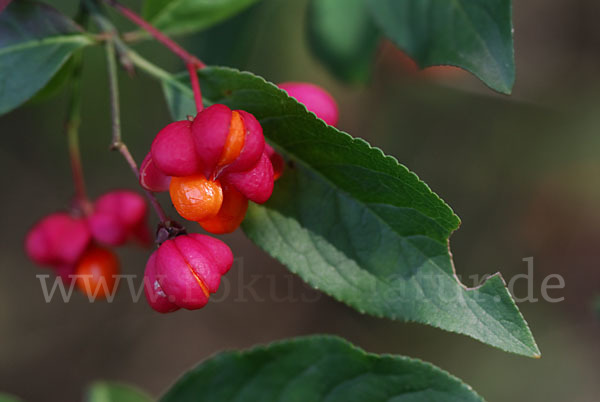 Europäisches Pfaffenhütchen (Euonymus europaea)