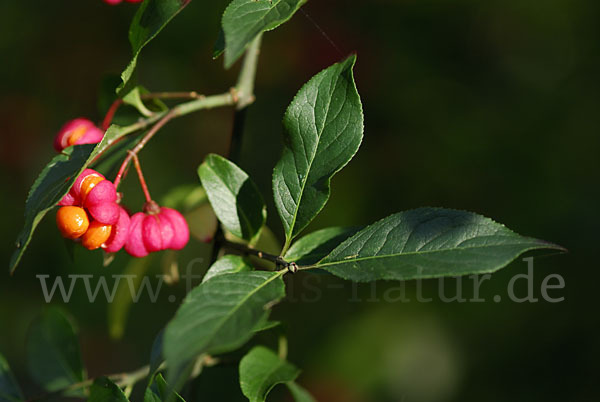 Europäisches Pfaffenhütchen (Euonymus europaea)