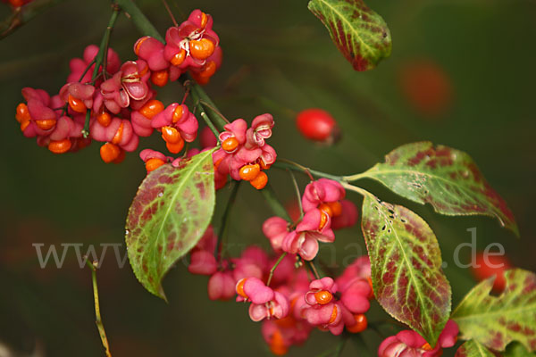 Europäisches Pfaffenhütchen (Euonymus europaea)