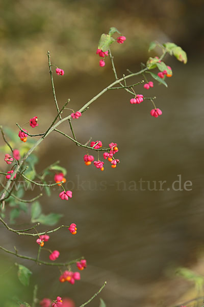 Europäisches Pfaffenhütchen (Euonymus europaea)