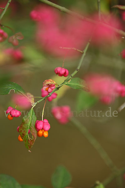 Europäisches Pfaffenhütchen (Euonymus europaea)