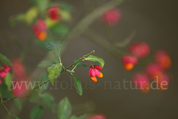 Europäisches Pfaffenhütchen (Euonymus europaea)