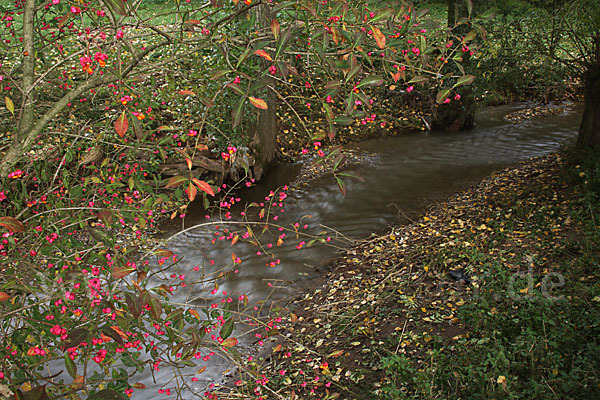 Europäisches Pfaffenhütchen (Euonymus europaea)