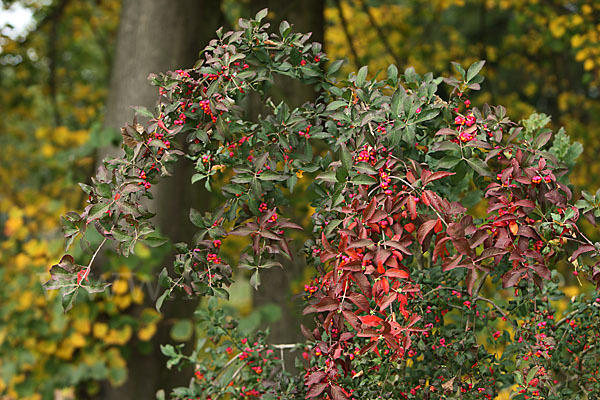 Europäisches Pfaffenhütchen (Euonymus europaea)