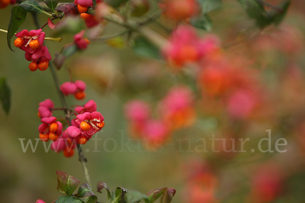 Europäisches Pfaffenhütchen (Euonymus europaea)