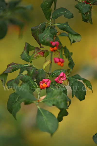 Europäisches Pfaffenhütchen (Euonymus europaea)