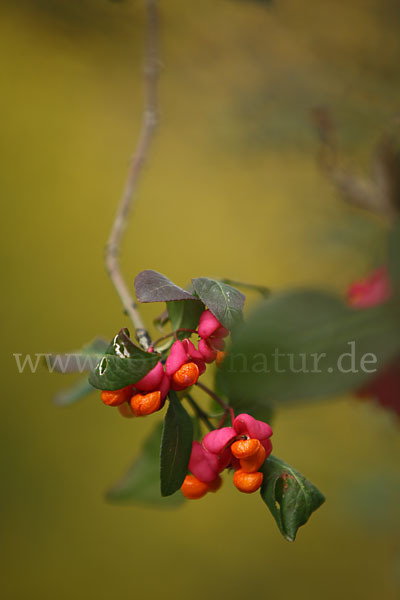 Europäisches Pfaffenhütchen (Euonymus europaea)