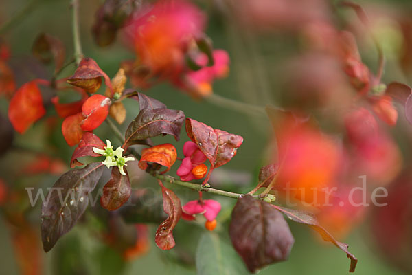 Europäisches Pfaffenhütchen (Euonymus europaea)