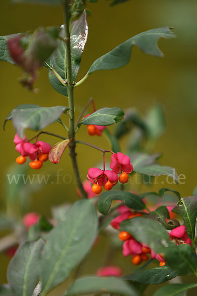 Europäisches Pfaffenhütchen (Euonymus europaea)