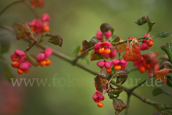 Europäisches Pfaffenhütchen (Euonymus europaea)