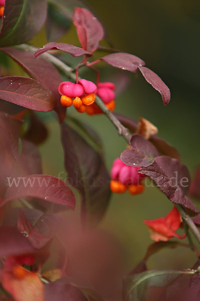 Europäisches Pfaffenhütchen (Euonymus europaea)