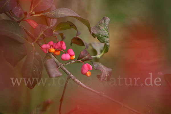 Europäisches Pfaffenhütchen (Euonymus europaea)