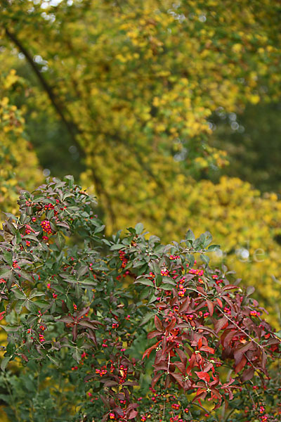 Europäisches Pfaffenhütchen (Euonymus europaea)