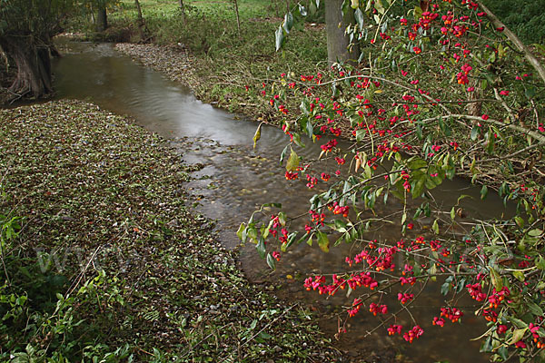 Europäisches Pfaffenhütchen (Euonymus europaea)