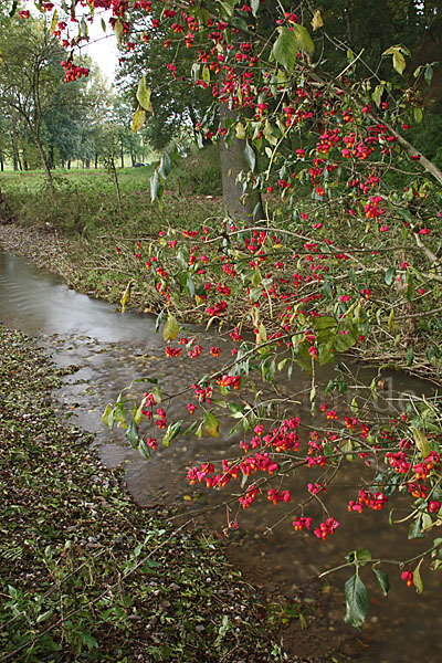 Europäisches Pfaffenhütchen (Euonymus europaea)