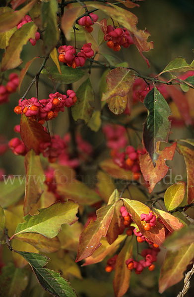 Europäisches Pfaffenhütchen (Euonymus europaea)