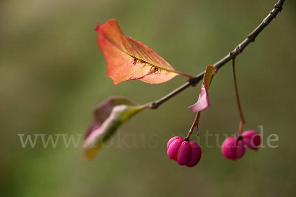 Europäisches Pfaffenhütchen (Euonymus europaea)