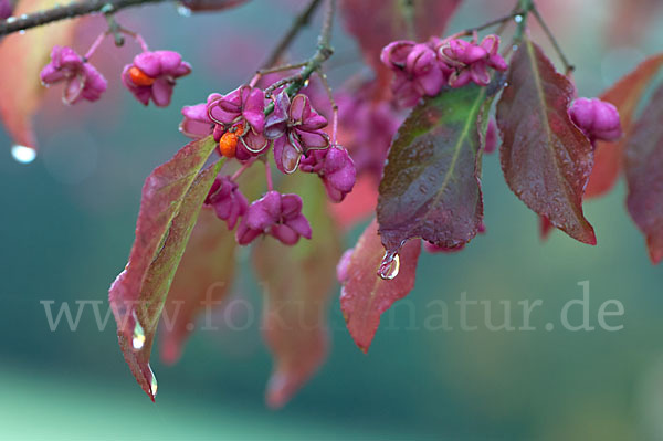 Europäisches Pfaffenhütchen (Euonymus europaea)