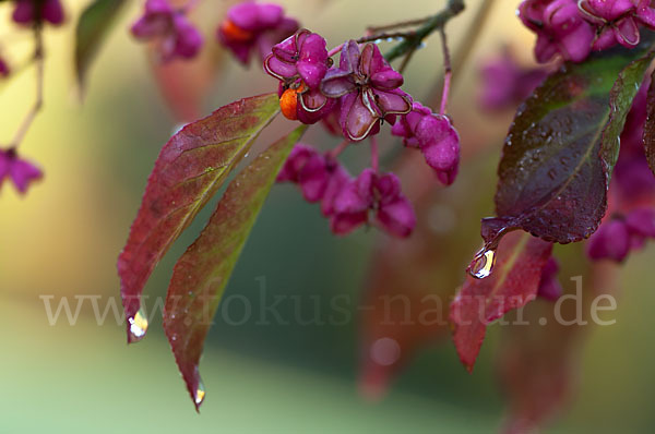 Europäisches Pfaffenhütchen (Euonymus europaea)