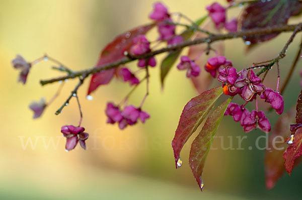 Europäisches Pfaffenhütchen (Euonymus europaea)